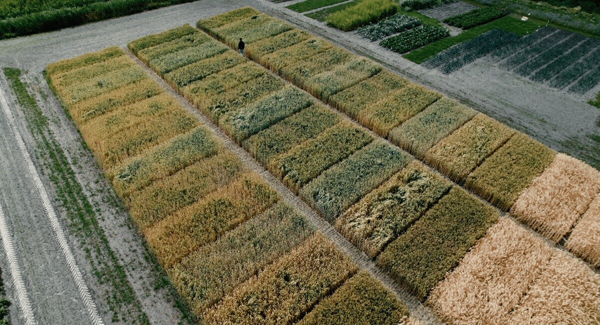 Succesverhaal:&nbsp;George Pars Graanhandel